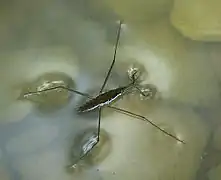 C. Water striders stay at the top of liquid because of surface tension