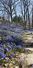 Wave Hill's Woodlands in the spring.