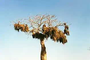 Nests of a colony of Sakalava weavers, Madagascar