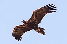 Wedge-tailed Eagle.