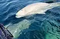 Watching belugas is a popular attraction at the river mouth