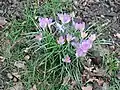 West Byfleet Crocuses on Village Green, Feb 2012