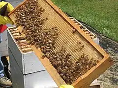 Western honeybees and honeycomb