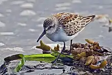 Western sandpiper (Calidris mauri)