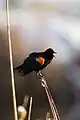 Western washington red winged blackbird grasping branch mid-call, out of focus background