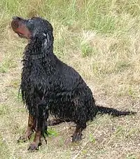 Gordon Setter after a bath