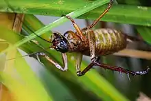 Auckland tree wētā