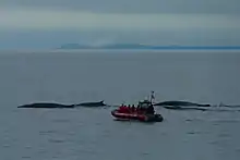 Whale watching excursion