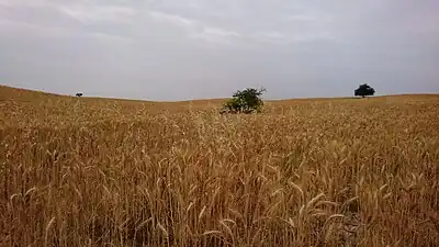 Field ready for harvesting