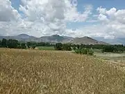 Wheat field