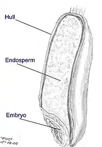 Wheat seed