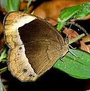 White-bar Bushbrown (Mycalesis anaxias)