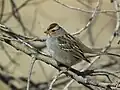 Immature white-crowned sparrows have more muted plumage.