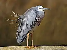 White-faced heron