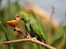 A green parrot with a red face, a white-and-blue forehead, and grey eye-spots