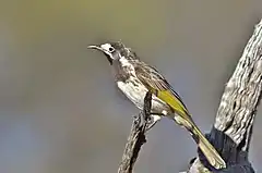 White-fronted honeyeater resting