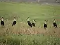 At Koal lands, Thrissur, Kerala, India