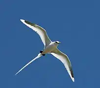 A white-tailed Tropicbird