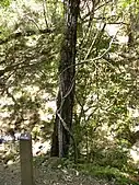 White alder tree overlooking creek in the park.  Thick vines of poison oak have grown around the base of the tree.