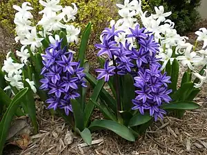 White and purple hyacinth cultivars in Detroit, Michigan