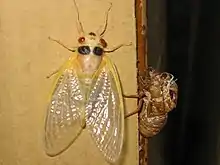 Teneral adult Brood XIII Magicicada and exuviae after molting in Highland Park, Illinois near Chicago. (May 2007)