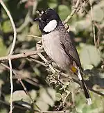 At  Bharatpur, Rajasthan, India