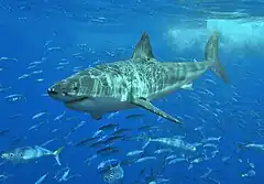 A great white shark swimming a few meters below the surface, above a school of much smaller fish.