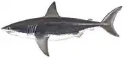 Great white shark Carcharodon carcharias