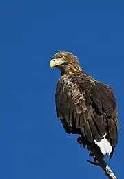 White-tailed eagle