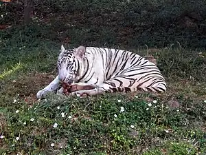 White tiger