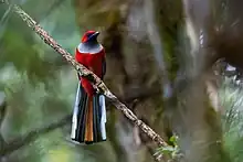 Photo of a red bird with a white collar and a black, white and brown striped tail sitting on a branch