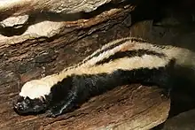 Black and white mustelid on a log