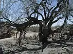 Vulture City Hanging Tree.