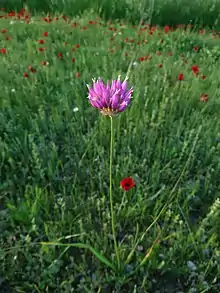 Wild Allium in Behbahan, Iran