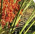 Fruits and spines in the Yucatán, Mexico