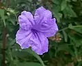 Wild Petunia—Ruellia Simplex