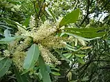 The tree produces sprays of tiny, white, sweetly scented flowers.