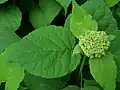 Wild Hydrangea v. AnnabelleHydrangea arborescens