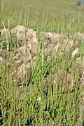 Wild einkorn, Mount Karadağ