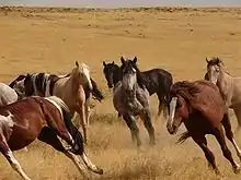 Wild horses at Saylor Creek south of Glenns Ferry