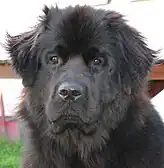 A Newfoundland portrait