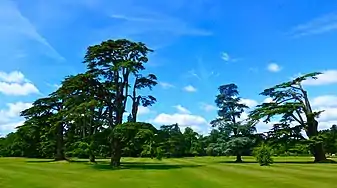 Trees on the estate