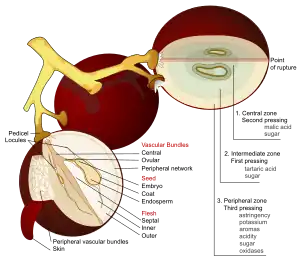 Anatomical-style diagram of three grapes on their stalks. Two of the grapes are shown in cross-section with all their internal parts labeled.