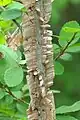 U. crassifolia branchlet, Spring Creek, Garland, Texas