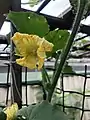 Wax gourd plant flowering