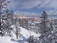 Trees with snow on them