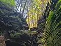 Forest above Witches Gulch