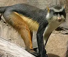 Gray and brown monkey