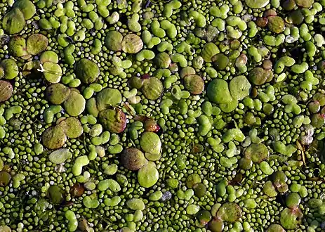 Duckweed on a pondBy size: greater duckweed, lesser duckweed and rootless dwarf duckweed