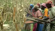 Women drying sorghum seeds by tossing them in trays, 2022